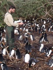 Counting Snares penguins