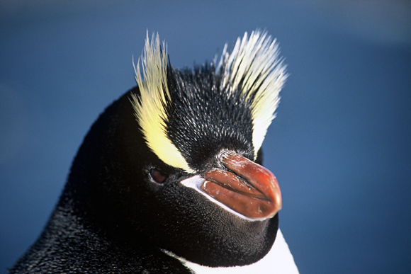 Erect-crested penguin. Photo: Tui de Roy. Copyright. DOC use only. 